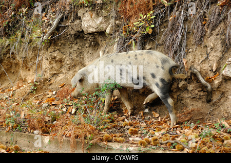 Cochon sauvage Corse, dans son Milieus, chataigneraie favoris de Cristinacce Corse du Sud Stockfoto