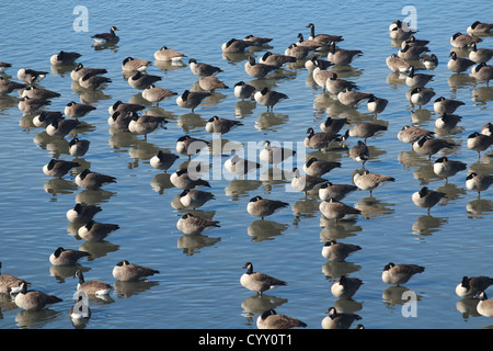 Kanadagans im seichten Wasser Stockfoto