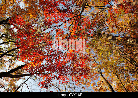 Autumn colours of maple trees in the woods around Lake Motosu in the Mount Fuji region of Japan Stockfoto