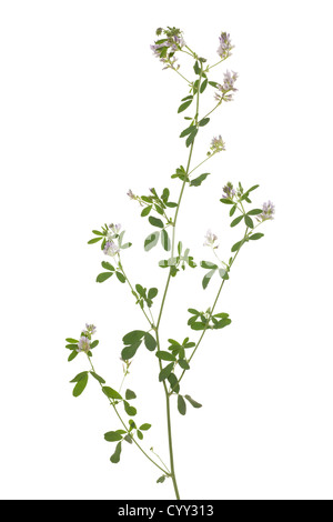 Blume-Luzern (Medicago Sativa) auf weißem Hintergrund Stockfoto