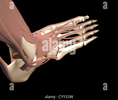 Anatomie des menschlichen Fußes Stockfoto