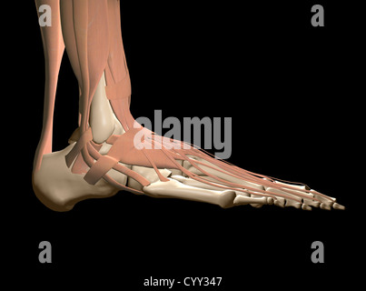 Anatomie des menschlichen Fußes Stockfoto