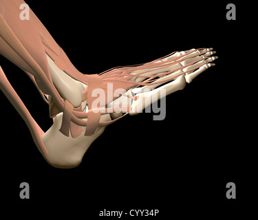 Anatomie des menschlichen Fußes Stockfoto