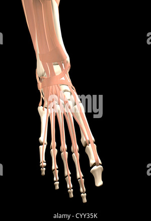 Anatomie des menschlichen Fußes Stockfoto