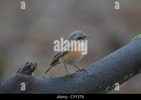 Gartenrotschwanz (Phoenicurus Phoenicurus) Stockfoto