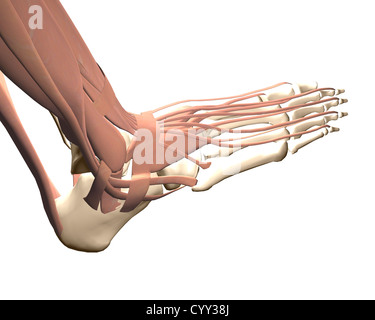 Anatomie des menschlichen Fußes Stockfoto