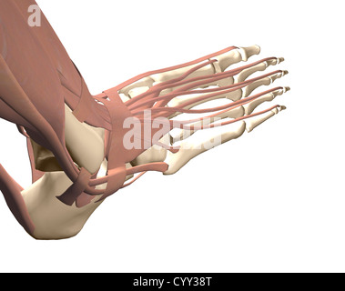 Anatomie des menschlichen Fußes Stockfoto