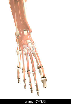 Anatomie des menschlichen Fußes Stockfoto