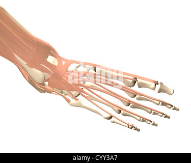 Anatomie des menschlichen Fußes Stockfoto