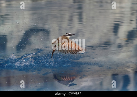 Große Kiskadee (Pitangus Sulphuratus) Baden im Flug im Schwimmbad in Manuel Antonio, zentrale Pazifikküste von Costa Rica. Stockfoto