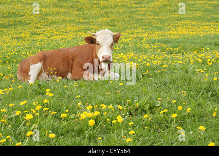 Kuh im Löwenzahn Wiese liegend Stockfoto