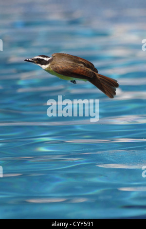 Große Kiskadee (Pitangus Sulphuratus) im vollen Flug über ein Schwimmbad in Manuel Antonio, zentrale Pazifikküste von Costa Rica Stockfoto