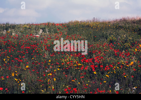 Hinaus von Mohn und mehrjährige Sow-Distel oberhalb der Ortschaft Millington Yorkshire Wolds Englands Stockfoto