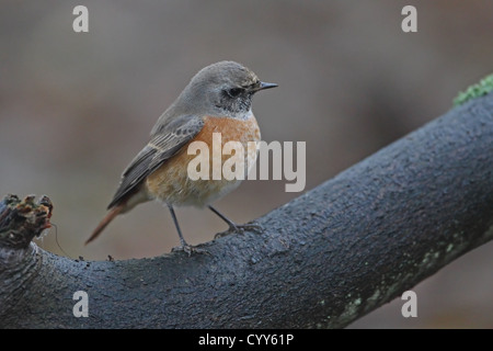 Gartenrotschwanz (Phoenicurus Phoenicurus) Stockfoto