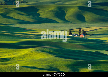 Palouse Farm und Weizen Felder aus Steptoe Butte, Washington. Stockfoto