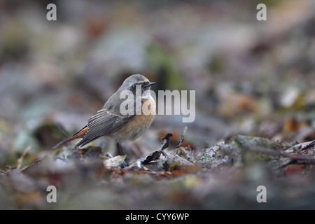 Gartenrotschwanz (Phoenicurus Phoenicurus) Stockfoto