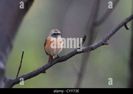 Gartenrotschwanz (Phoenicurus Phoenicurus) Stockfoto