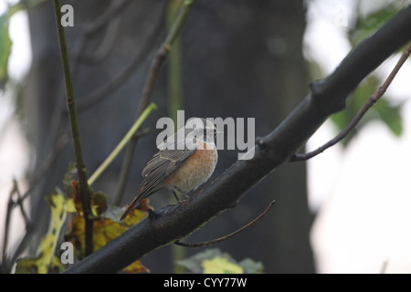 Gartenrotschwanz (Phoenicurus Phoenicurus) Stockfoto