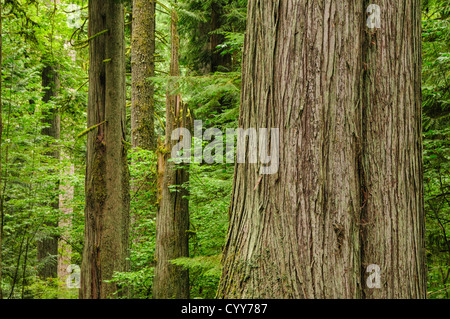 Westliche rote Zeder Baumstamm und Wald Old Growth Trail in Lewis und Clark State Park, Washington. Stockfoto