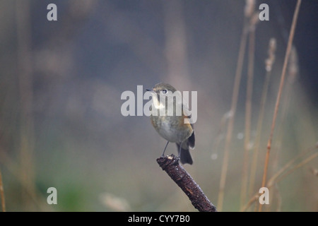 Rot-flankiert Bluetail (Tarsiger Cyanurus) Stockfoto