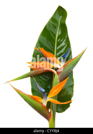 Blumenstrauß Paradiesvogelblume (Strelitzia) isoliert auf weißem Background Stockfoto