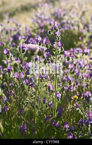 Lila Mariendistel-Blumen - Galactites Tomentosa- und lila Viper Bugloss - Echium Plantagineum - auf einer Wiese des Alentejo Stockfoto