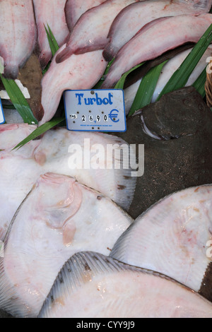 Steinbutt auf Fischmarkt; Scophthalmus maximus Stockfoto