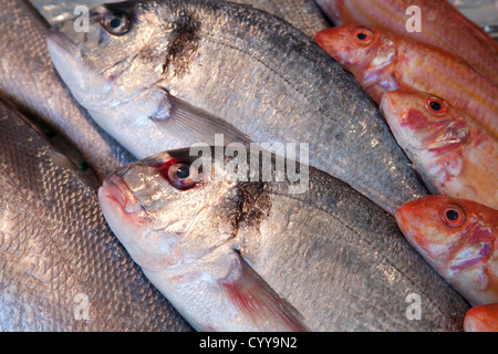 Goldbrasse aus; Sparus auratus Stockfoto