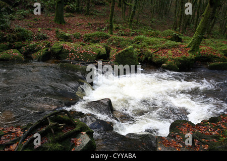 Die alte Eiche und Buche Holz von Golitha fällt / Fluss Fowey in der Nähe von Schergen Liskeard St Cleer Bodmin Moor Cornwall England UK GB Stockfoto