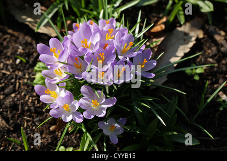 Frühling Krokusse, Crocus Vernus, Iridaceae.  Europäischen Frühling blühenden Blumenzwiebeln. Stockfoto