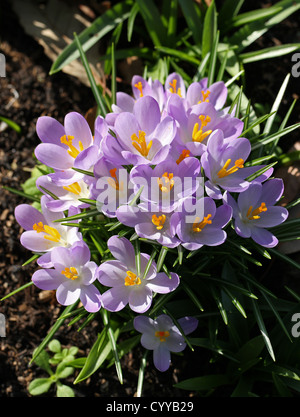 Frühling Krokusse, Crocus Vernus, Iridaceae.  Europäischen Frühling blühenden Blumenzwiebeln. Stockfoto