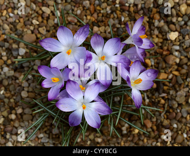 Frühen Crocus, ornamentale Crocus, Schnee Crocus, Tommasinis Krokus oder Tommies, Crocus Tommasinianus "Pictus", Iridaceae. Großbritannien, Europa Stockfoto