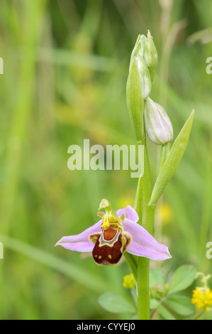 Biene Orchidee, Ophrys Apifera in Grünland im Howardian Naturreservat in Cardiff, Südwales. Stockfoto