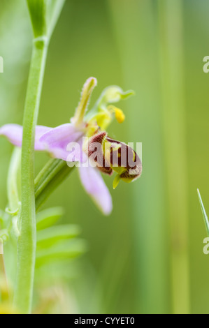 Nahaufnahme der Biene Orchidee, Ophrys Apifera, wächst im Howardian Naturreservat, Cardiff. Stockfoto