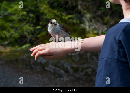 Grau-Jay (Perisoreus Canadensis) Fütterung von jungen Arm in der Nähe von Hurricane Ridge, Olympic Nationalpark, Washington, USA im Juni Stockfoto