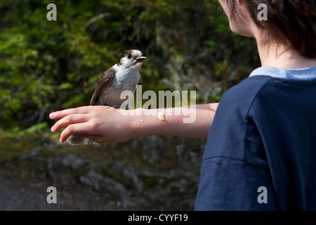 Grau-Jay (Perisoreus Canadensis) Fütterung von jungen Arm in der Nähe von Hurricane Ridge, Olympic Nationalpark, Washington, USA im Juni Stockfoto