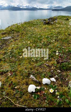 Weißkopf-Seeadler Ei auf Klippe über dem Glacier Bay in Alaska. Stockfoto