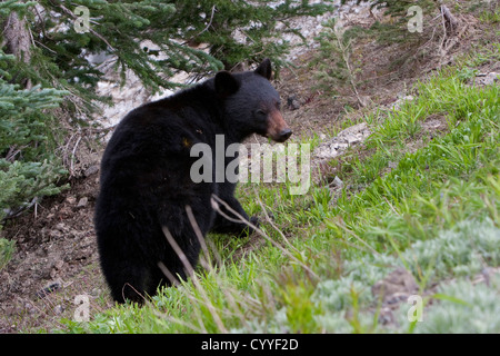 Schwarzer Bär (Ursus Americanus) ernähren sich von einer Bank auf Weg zur Hurricane Ridge, Olympic Nationalpark, Washington, USA im Juni Stockfoto