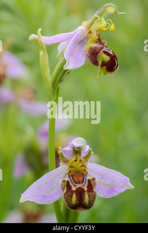 Biene Orchidee, Ophrys Apifera, wächst in Grünland im Howardian Naturreservat in Cardiff, Südwales. Stockfoto