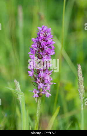 Blütenstand der südlichen Knabenkraut, Dactylorhiza Praetermissa wächst in einer Düne schlaff in Oxwich Bay auf Gower, South Wales. Stockfoto