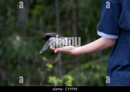 Grau-Jay (Perisoreus Canadensis) Fütterung aus der Hand des jungen in der Nähe von Hurricane Ridge, Olympic Nationalpark, Washington, USA im Juni Stockfoto