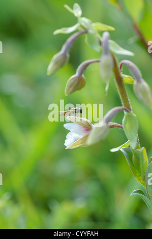 Schwebfliege ruht auf einem Sumpf Helleborine, Epipactis Palustris, wachsen auf Sanddünen am Oxwich Bay, Gower in Süd-Wales. Stockfoto