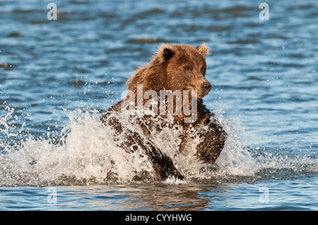 Brauner Bär jagen Lachs; Lake Clark National Park, AK Stockfoto