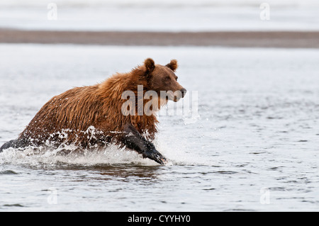 Brauner Bär jagen Lachs; Lake Clark National Park, AK Stockfoto