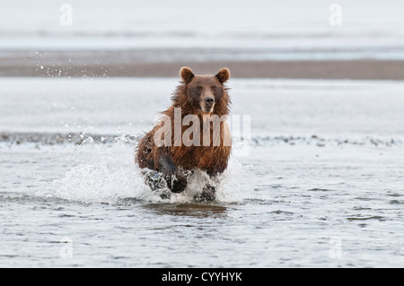 Brauner Bär jagen Lachs; Lake Clark National Park, AK Stockfoto