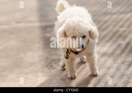 Ein kleines Spielzeug Pudelhund morgens Stockfoto