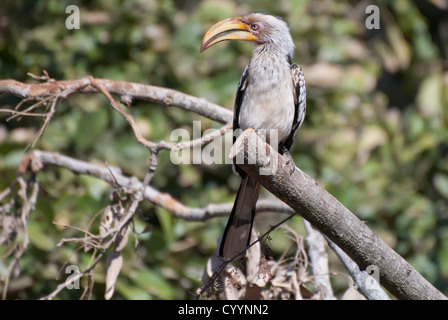 Yellowbilled Hornbill, Krüger Nationalpark, Südafrika Stockfoto