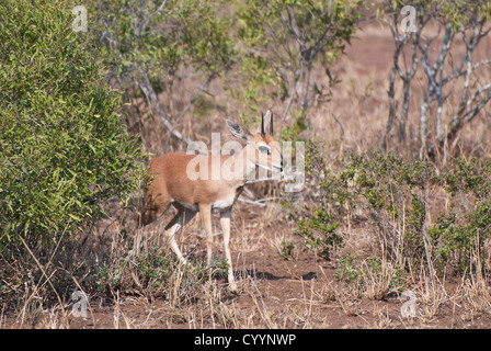 Steinböckchen im Krüger Nationalpark, Südafrika Stockfoto