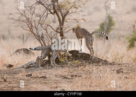 Geparden Familie, Stretching auf einem Ameisenhaufen, Krüger Nationalpark, Südafrika Stockfoto