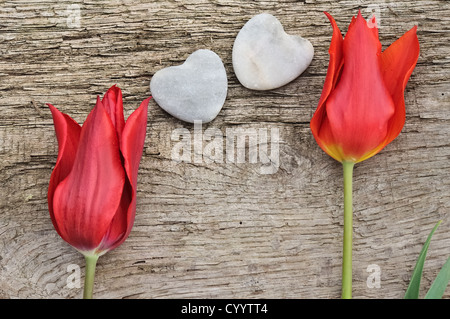 zwei rote Tulpen auf Holzbrett mit zwei Herzen Stein platziert Stockfoto